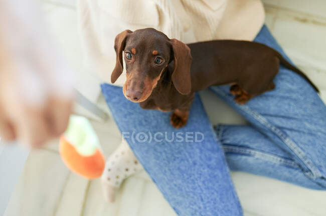 Dachshund dog looking at toy held by woman at home — Stock Photo