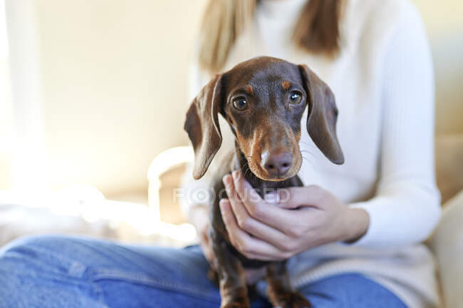 Dachshund cão realizada por mulher em casa — Fotografia de Stock