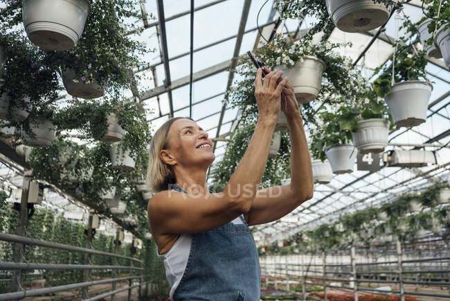 Smiling female farmer photographing plants through mobile phone in greenhouse — Stock Photo