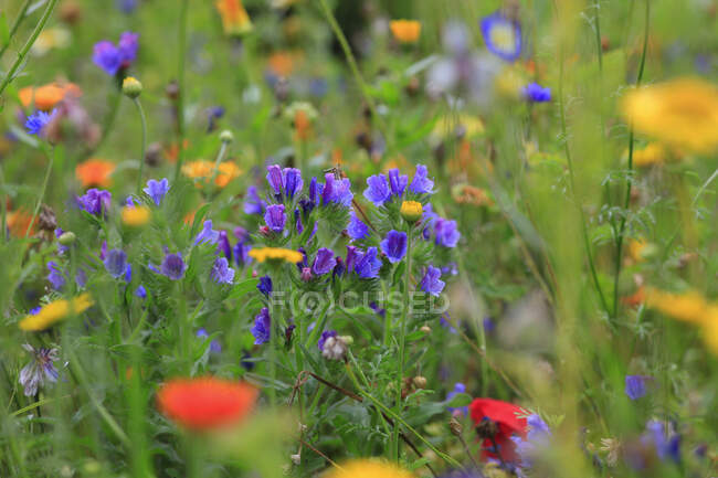 Fiori selvatici di colore viola che fioriscono nel prato estivo — Foto stock