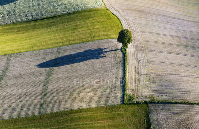 Drone vista di albero solitario che cresce nel campo estivo — Foto stock
