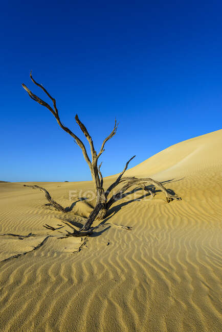 Albero deserto morto nel Lincoln National Park — Foto stock