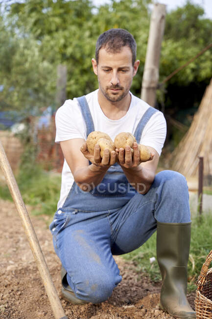 Agricultor masculino segurando batatas enquanto se agacha no campo agrícola — Fotografia de Stock