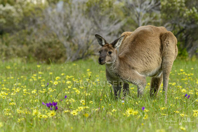Canguru em pé no prado da primavera — Fotografia de Stock