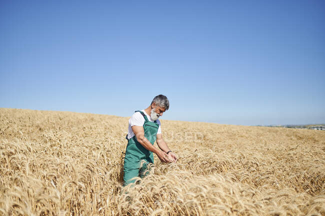 Male farmer analyzing wheat at field during sunny day — Stock Photo