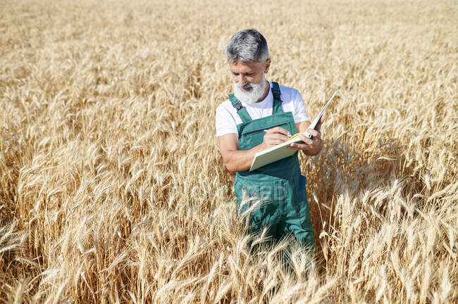 Чоловічий фермер пише в книзі під час вивчення пшениці в сонячний день — стокове фото