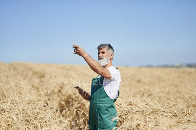 Male farmer holding digital tablet while examining wheat at field — Stock Photo