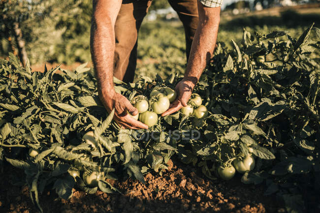 Campesino macho recogiendo tomates en granja de verduras - foto de stock