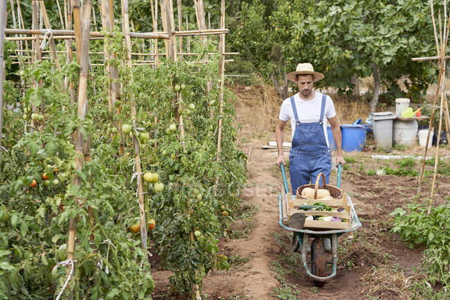 Male farm worker walking with wheelbarrow at agricultural field — Stock Photo