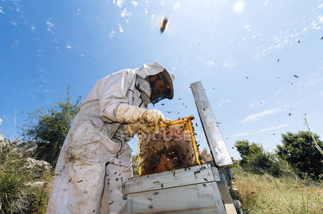 Мужчина-пчеловод, работающий с ульем на ферме — стоковое фото