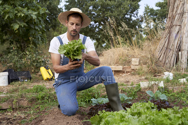 Male farm worker examining fresh lettuce at agricultural field — Stock Photo