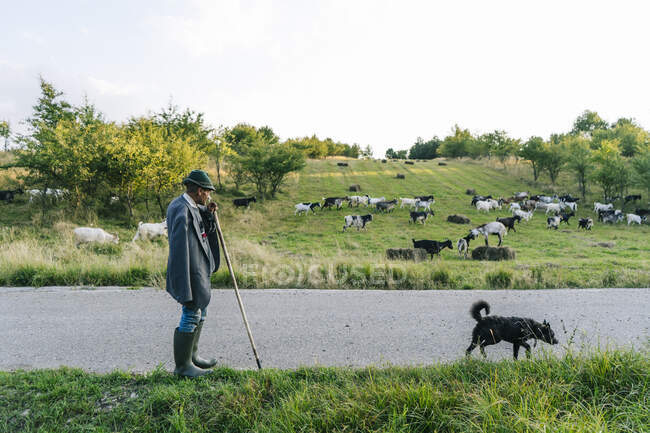 Maschio pastore capra tenendo canna da passeggio mentre in piedi su strada — Foto stock