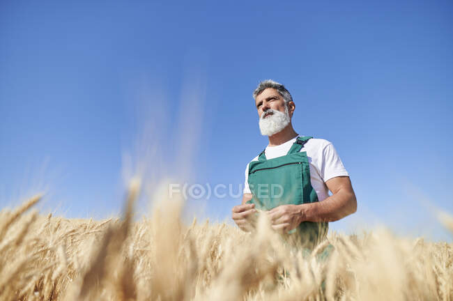 Бородатий працівник ферми, дивлячись геть, стоячи на пшеничному полі — стокове фото
