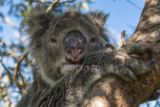 Koala sentado en la rama del árbol en el fondo de la naturaleza - foto de stock