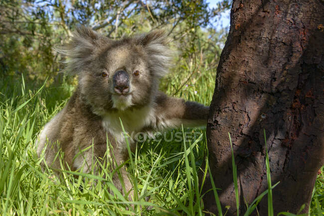 Koala seduta sull'erba da albero sullo sfondo della natura — Foto stock