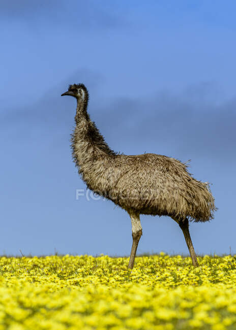 Emu steht auf einem Ölfeld vor dem Hintergrund der Natur — Stockfoto