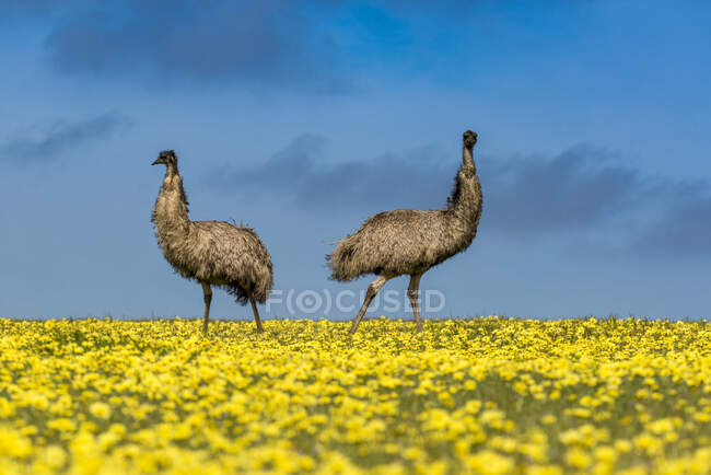 Two emus standing in vastoilseedrape field on nature background — Stock Photo