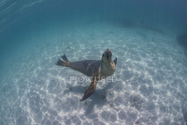 Unterwasser-Ansicht der einsamen Robbe auf Naturhintergrund — Stockfoto