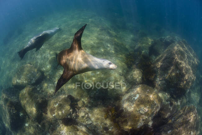 Vista sottomarina delle foche che nuotano vicino alla superficie — Foto stock