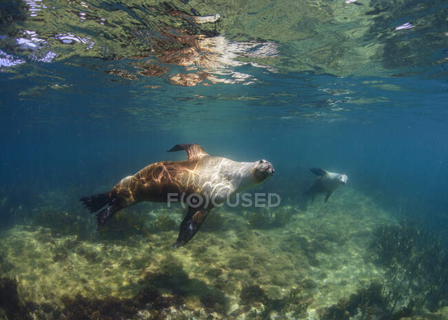 Undersea view of seals swimming near surface — Stock Photo