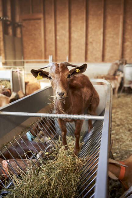 Goat eating grass in feeder — Stock Photo