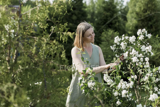 Mujer sonriente cortando flores de jazmín en el jardín — Corte, 40s - Stock  Photo | #519321498
