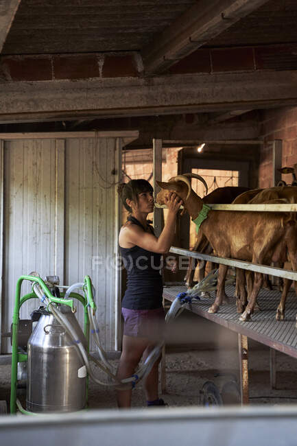 Female farmer stroking goat while milking through machine in farm — Stock Photo
