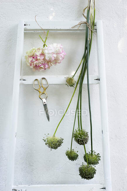 Flores colgando de la escalera apoyadas en la pared blanca - foto de stock