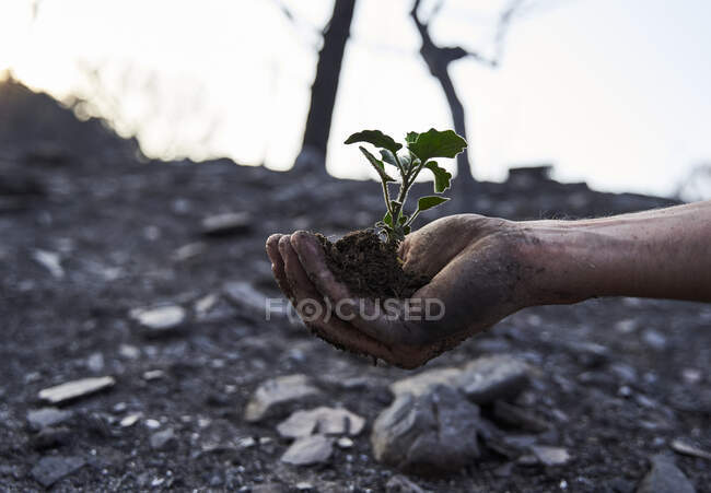 Man with hands cupped holding plant in forest — Stock Photo