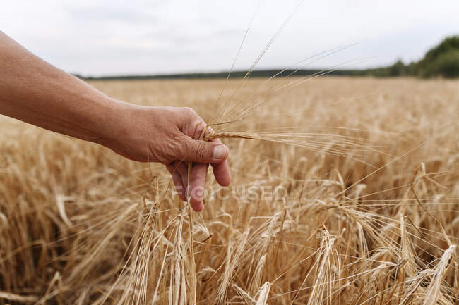Hombre mayor tocando cosecha de trigo en el campo - foto de stock