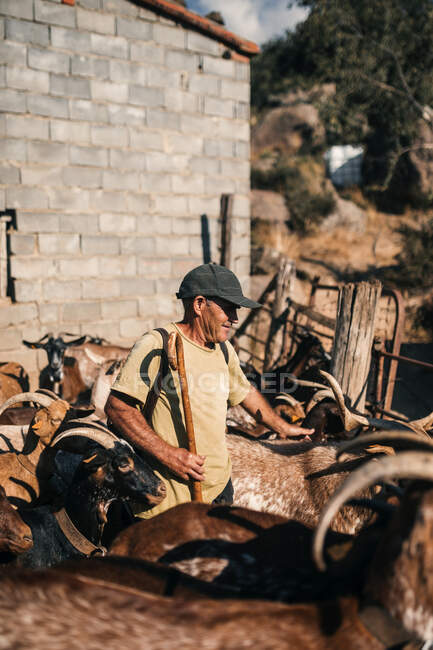 Чоловічий пастух з палицею для ходьби стоїть серед козла. — стокове фото