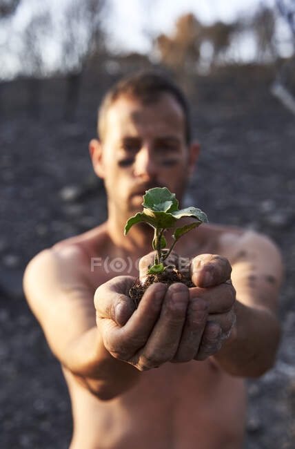 Uomo con le mani a coppa azienda pianta nella foresta — Foto stock