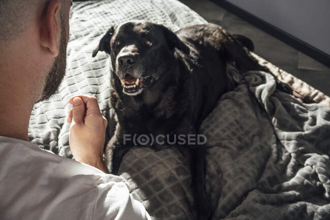 Cão de estimação olhando para o homem gesticulando enquanto sentado na cama em casa — Fotografia de Stock