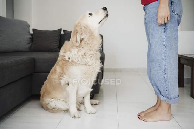 Golden retriever olhando para o proprietário feminino de pé em casa — Fotografia de Stock