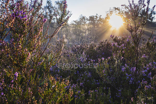Rising sun illuminating spider web hanging between flowering heather in Fischbeker Heide reserve — Stock Photo