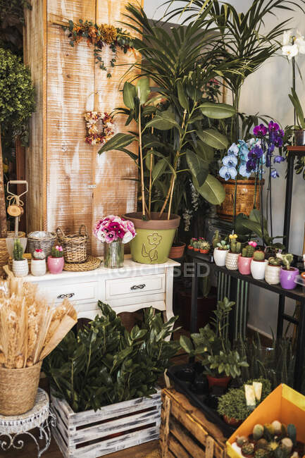 Plantas dispuestas sobre mesa en tienda - foto de stock