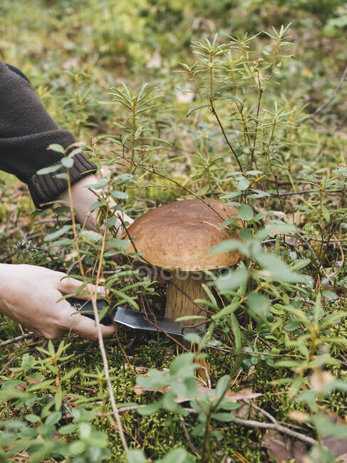 У лісі зрізає гриб. — стокове фото