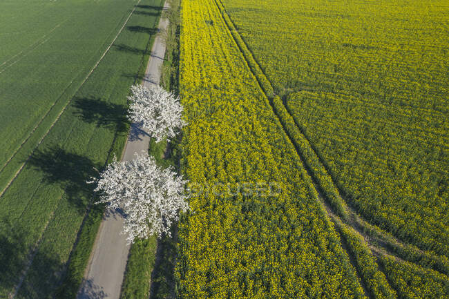 Drone vista del campo camino de tierra que se extiende a lo largo del vasto campo de colza en primavera - foto de stock
