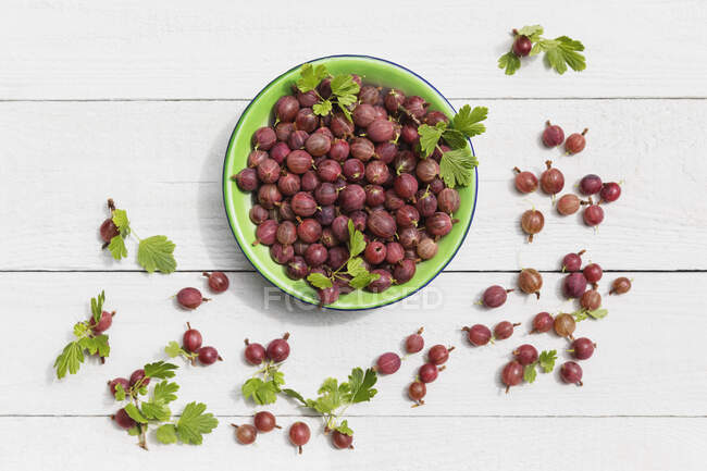 Bol de groseilles à maquereau fraîchement récoltées (Ribes uva-crispa) — Photo de stock