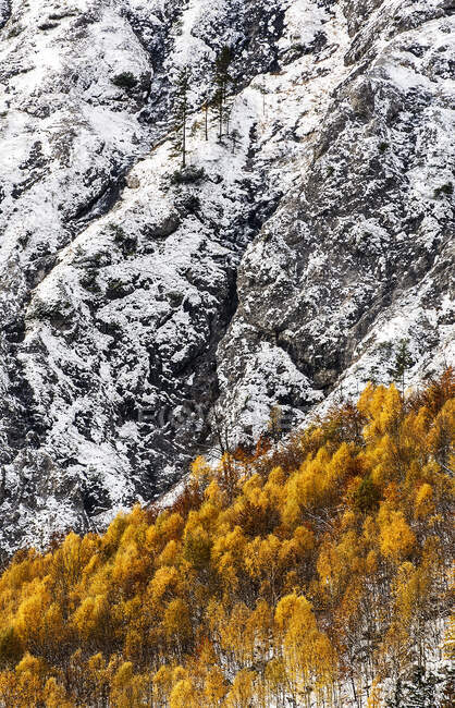 Осенняя цветная роща в заснеженной долине Коппенпасса — стоковое фото