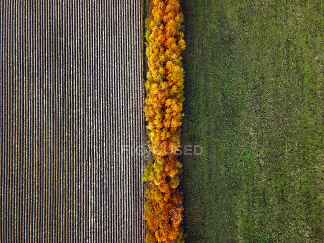 Aerial view of field windbreak in autumn — Stock Photo