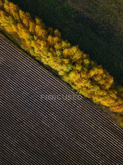 Vista aérea del parabrisas de campo en otoño - foto de stock