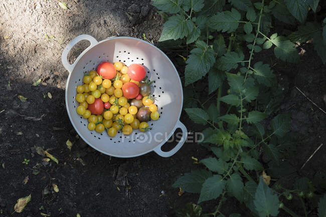 Colander with homegrown tomatoes lying in vegetable garden — Stock Photo