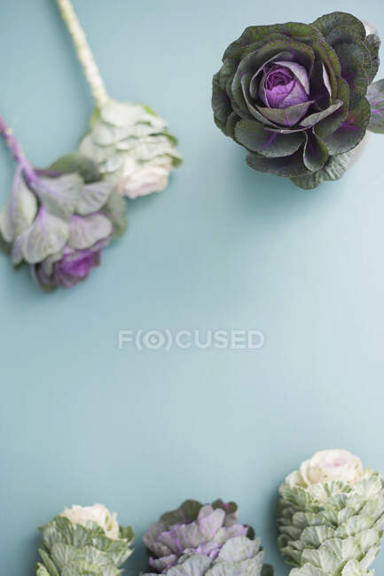 Fleurs de chou sur fond bleu — Photo de stock
