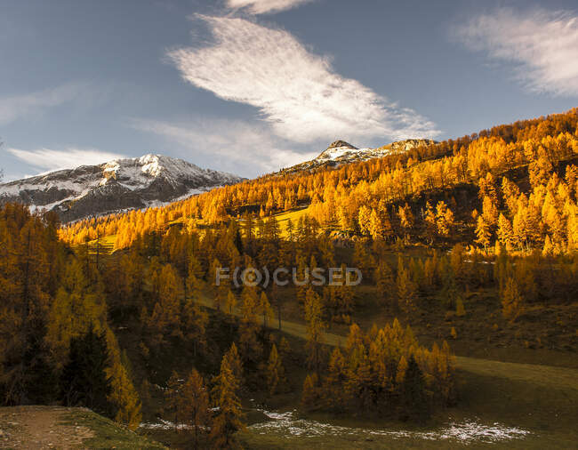 Alpine grove at autumn dusk — Stock Photo