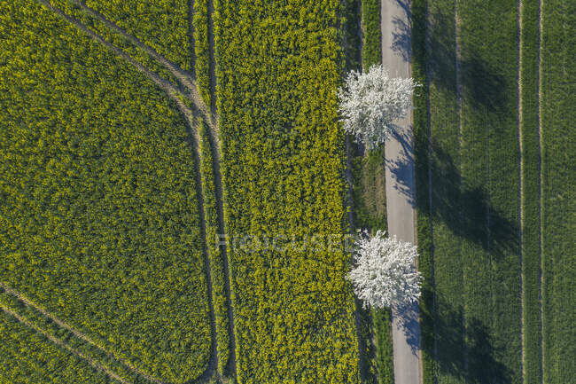 Drone vista da estrada de terra do campo que se estende ao longo do vasto campo de colza na primavera — Fotografia de Stock