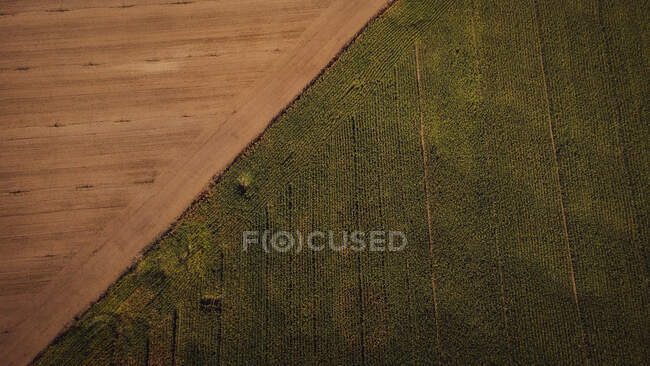 Vista aérea del borde del vasto campo de maíz - foto de stock
