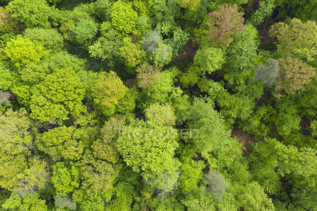 Вид с воздуха на пышные зеленые леса весной — стоковое фото
