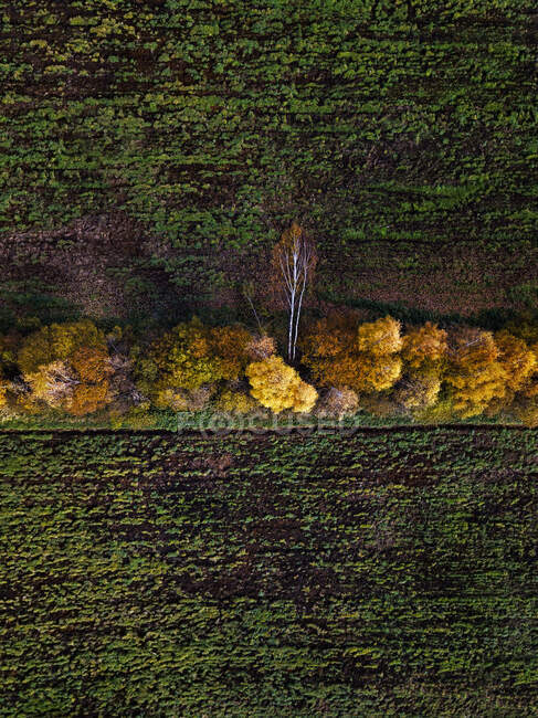 Vista aérea del parabrisas de campo en otoño - foto de stock