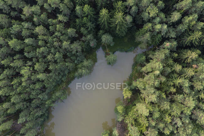 Drone view of small lake in green pine forest — Stock Photo